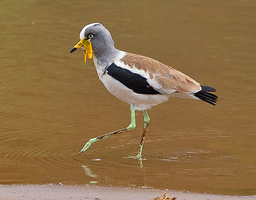 White-crowned Lapwing